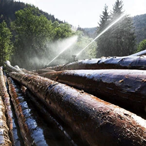 Wet storage, artificial irrigation for the preservation of tree trunks, Neustadt, Titisee-Neustadt, Black Forest, Baden-Wurttemberg, Germany