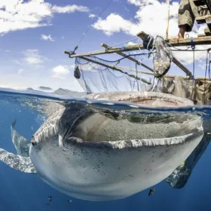 Tiburón ballena en la superficie. Tiburón ballena en la superficie.