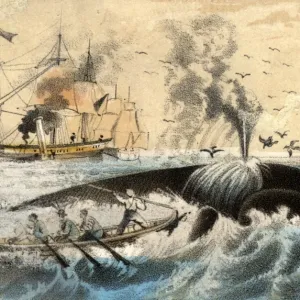 Whalers Harpoon Print Whalers Harpoon Print