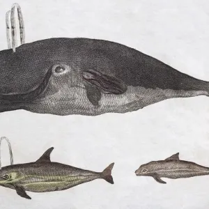 Whales, hand-coloured copperplate engraving from Friedrich Justin Bertuch Picture Whales, hand-coloured copperplate engraving from Friedrich Justin Bertuch Picture