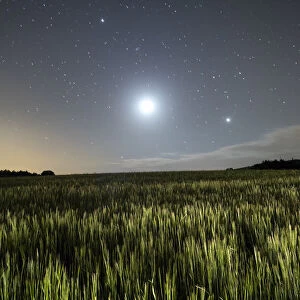 Wheat field illuminated by the moonlight