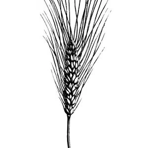 Wheat (triticum compactum aristatum)