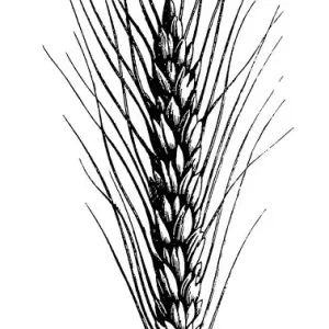 Wheat (Triticum turgidum) Wheat (Triticum turgidum)