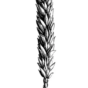 Wheat (triticum vulgare muticum) Wheat (triticum vulgare muticum)