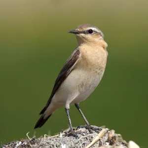 Wheatear -Oenanthe Oenanthe- Wheatear -Oenanthe Oenanthe-