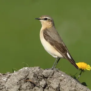 Wheatear -Oenanthe oenanthe- Wheatear -Oenanthe oenanthe-