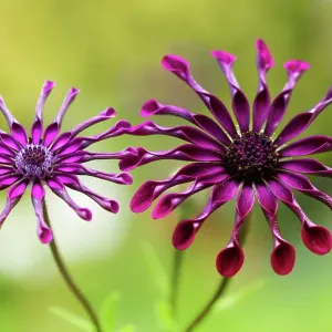 Whirlygig daisies Whirlygig daisies
