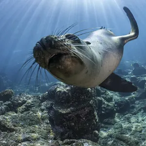 Whiskers And Rays Whiskers And Rays