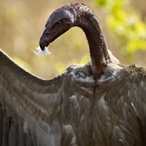 White-backed Vulture, Katavi NP, Tanzania