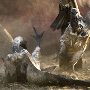 Two White-backed Vultures fight over spoils