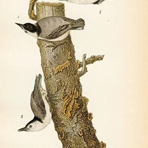White breasted nut hatch bird lithograph 1890