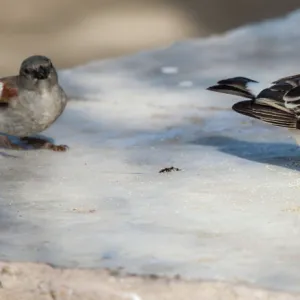 The white-browed sparrow-weaver is a predominantly brown, sparrow-sized bird found throughout central and north-central southern Africa