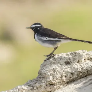 White-browed Wagtail -Motacilla maderaspatensis-, Chambal River, Rajasthan, India White-browed Wagtail -Motacilla maderaspatensis-, Chambal River, Rajasthan, India