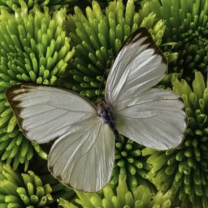 White butterfly on green poms White butterfly on green poms
