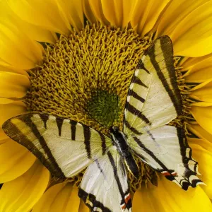 White Butterfly On Sunflower White Butterfly On Sunflower