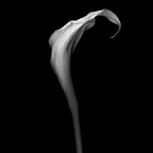 White Calla White Calla