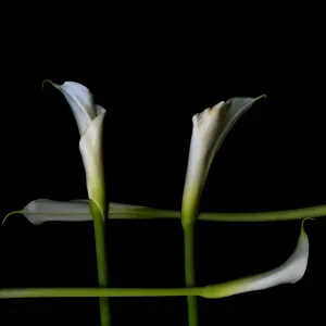 White callas White callas