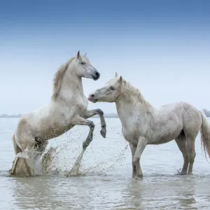 Two white Camargue Stallions play flighting in water, Camargue region, France Two white Camargue Stallions play flighting in water, Camargue region, France