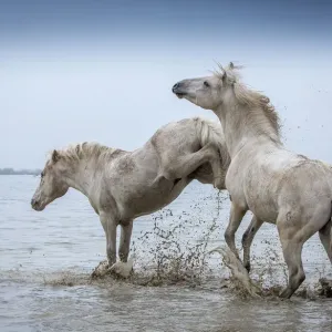 Two White Camargue Stallions Play in Water Print Two White Camargue Stallions Play in Water Print