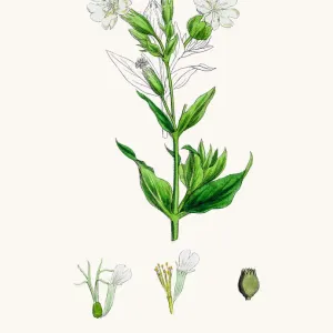 White Campion Flower Print, 1860s Illustration White Campion Flower Print, 1860s Illustration