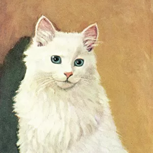 White cat