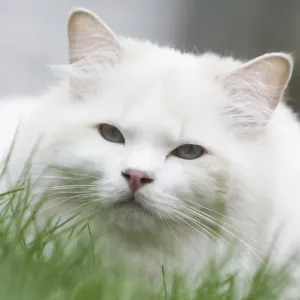 White Cat in the Grass Print White Cat in the Grass Print