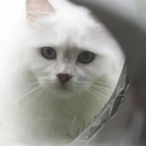 White cat in front of a tube White cat in front of a tube