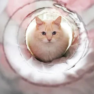White Cat in Front of a Tunnel Print White Cat in Front of a Tunnel Print