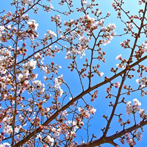 White Chery Blossoms shining against blue sky background