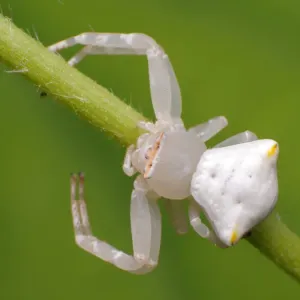 White Crab Spider Print White Crab Spider Print