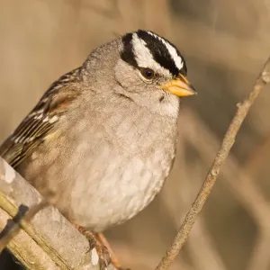 White-crowned Sparrow Print - Morro Bay, California White-crowned Sparrow Print - Morro Bay, California