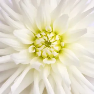 White Dahlia White Dahlia