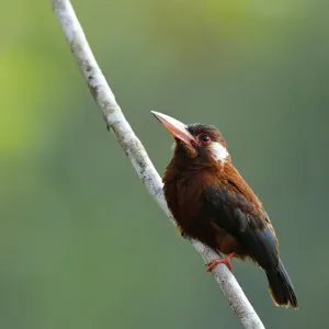 White-eared Jacamar (Galbalcyrhynchus leucotis) White-eared Jacamar (Galbalcyrhynchus leucotis)