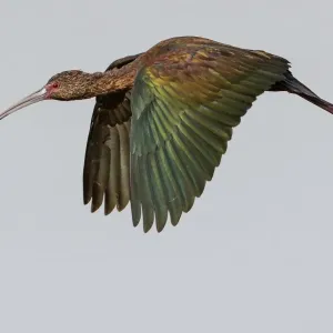 White-faced Ibis White-faced Ibis