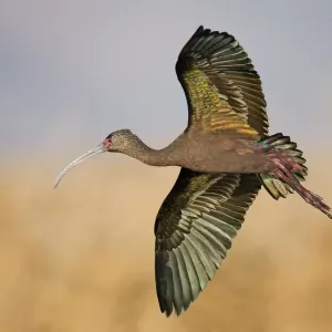 White-faced Ibis White-faced Ibis