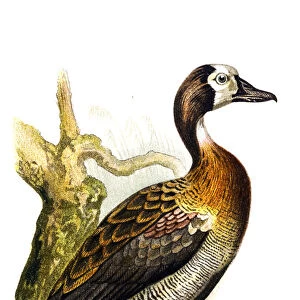 The white-faced whistling duck (Dendrocygna viduata)