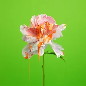White Peony Print with Dripping Paint White Peony Print with Dripping Paint