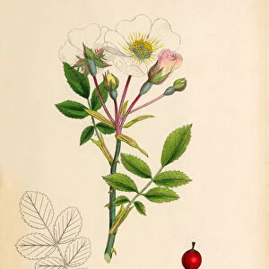 White-flowered trailing Rose, Rosa arvensis, Victorian Botanical Illustration, 1863