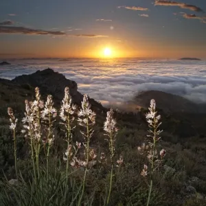 White flowers on the top of a mountain at dawn White flowers on the top of a mountain at dawn