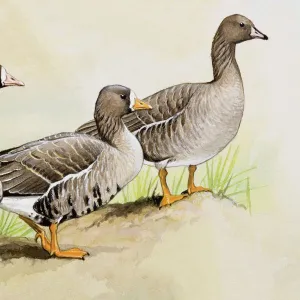 Three White-fronted geese (Anser albifrons), standing side by side