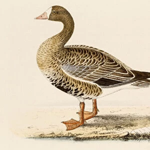 White-fronted goose, 19 century science illustration