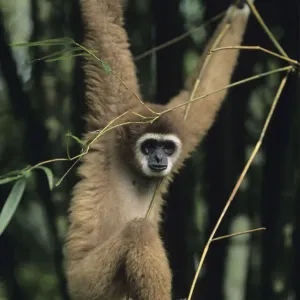 White-handed Gibbon Print