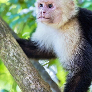 White headed capuchin monkey, Manuel Antonio National Park, Costa Rica