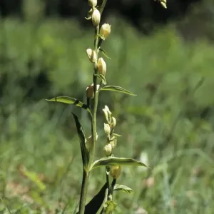 White Helleborine (Cephalanthera damasonium), Swabian Alb, Baden-Wuerttemberg, Germany, Europe White Helleborine (Cephalanthera damasonium), Swabian Alb, Baden-Wuerttemberg, Germany, Europe
