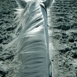 White Horse Print - Camargue Beach Close-up White Horse Print - Camargue Beach Close-up