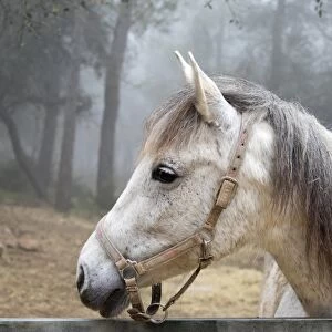White horse between the fog