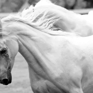 White horse running White horse running