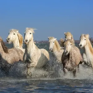 White Camargue Horses Print White Camargue Horses Print