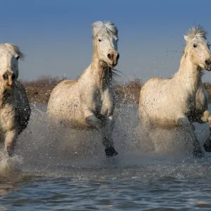 White Horses of the Camargue White Horses of the Camargue