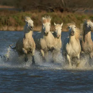 White horses of Camargue, France